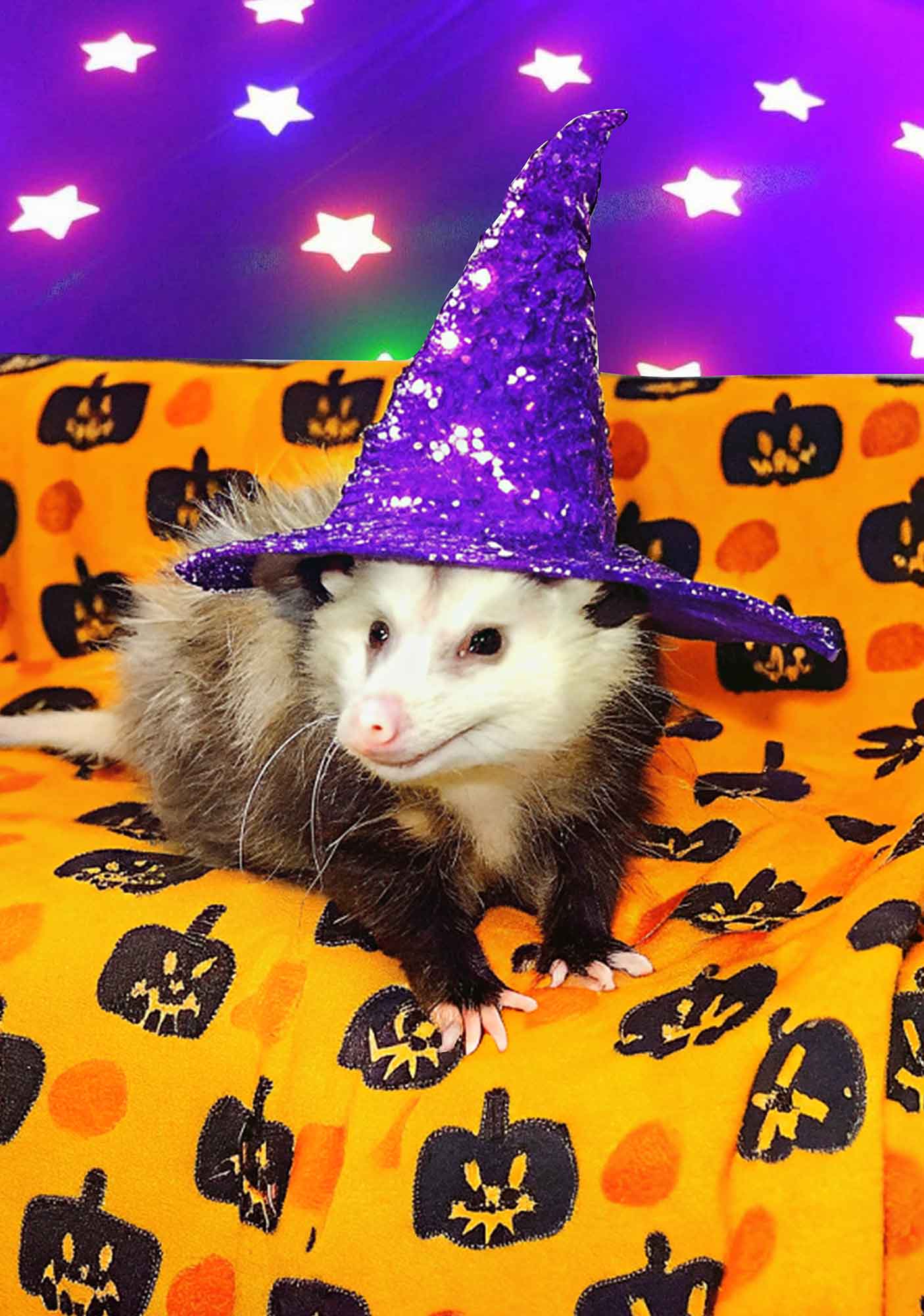 Halloween Sparkle Witch Ratz Y2K Mesh Crop Top Cherrykitten - Image 2